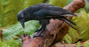 Thieves make off with ‘thousands’ in cash from Changi Road temple’s donation boxes